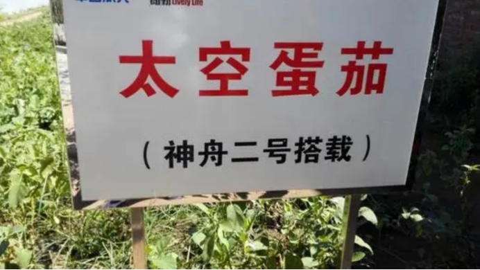 太空育种 中国的“太空稻”开始收割！稻粒长约1厘米，我们多久能吃上？