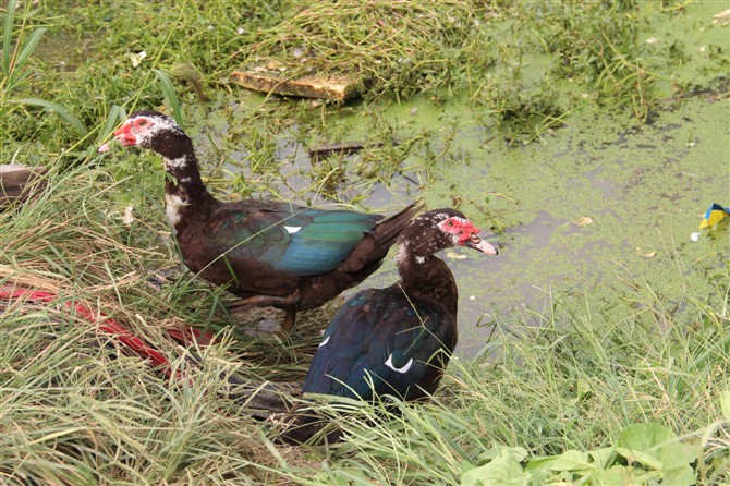 意外事故|我的“罪孽”为了一盒饺子，妻子差点溺亡，钓鱼还要坚持吗？