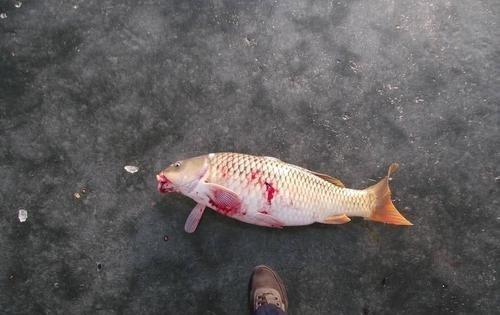 你的宝藏铎 缴获70余件捕捞设备,8名嫌疑人,湖北衡阳售卖可视锚鱼被端!