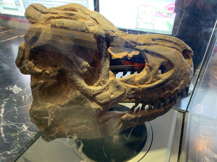 恐龙|这座边境小城，出土了中国第一块恐龙化石，被称为“恐龙之乡”