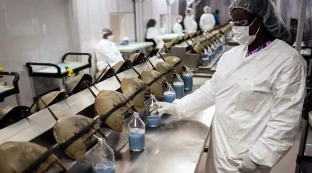  活了4亿年的“活化石”！拥有蓝色血液，却没能躲过人类“魔爪”