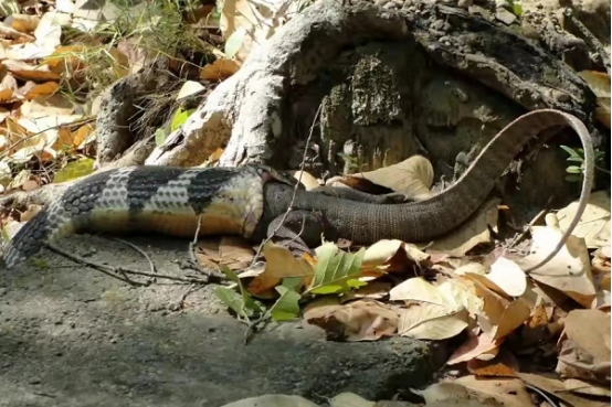 眼镜王蛇 如果把眼镜王蛇放到非洲会怎么样？能否生存下去？黑曼巴慌了