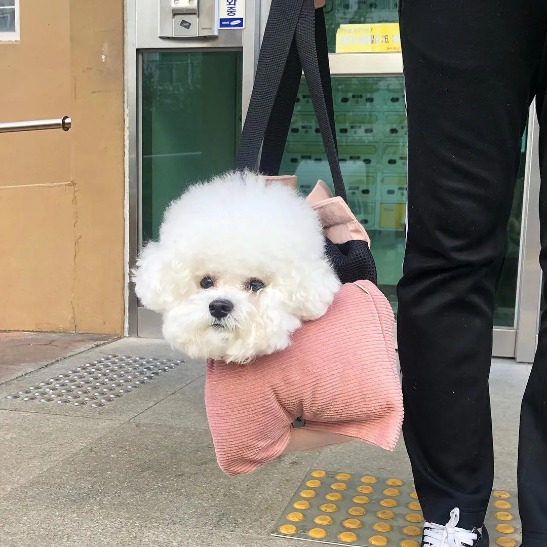 InsDaily 韩国快乐小奶狗爆红网络!看完心都快萌化了!