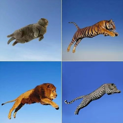 猫科动物都是一样的啊