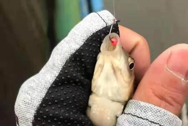 |热天不是钓不到大板鲫，只因你没用这钓法