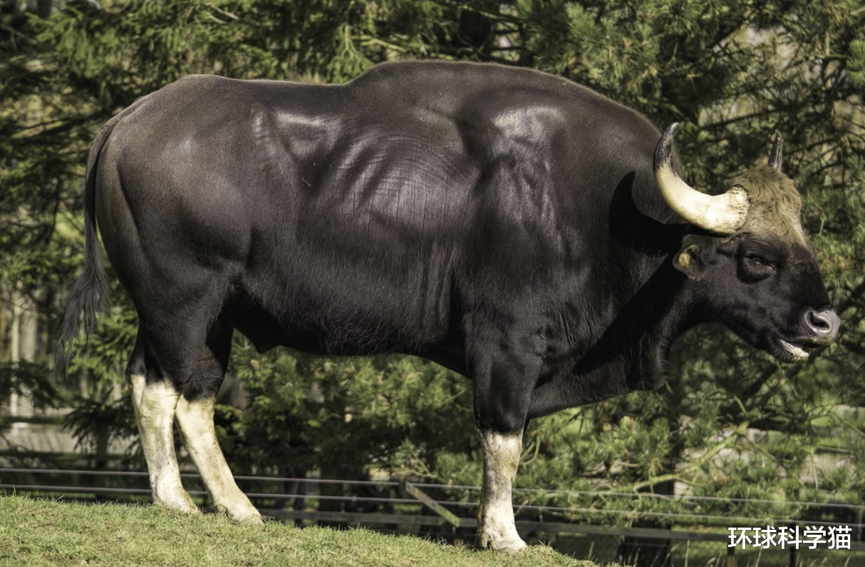 袜子 真壮！云南现世界体型最大的牛，印度野牛幼崽，但种群不足200头