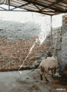 神回复 神回复：为什么男人小便后不愿意用纸擦，他们不嫌脏吗？