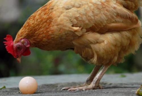 舜网 地球上是先有鸡还是先有蛋？原来我们都想错了，科学家找到了答案