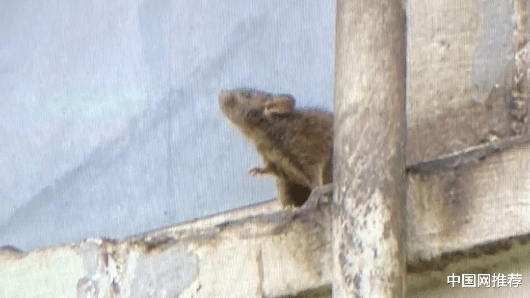 中国网推荐 拾荒老人家里满是垃圾，100多只宠物老鼠四处窜动，邻居心惊胆战