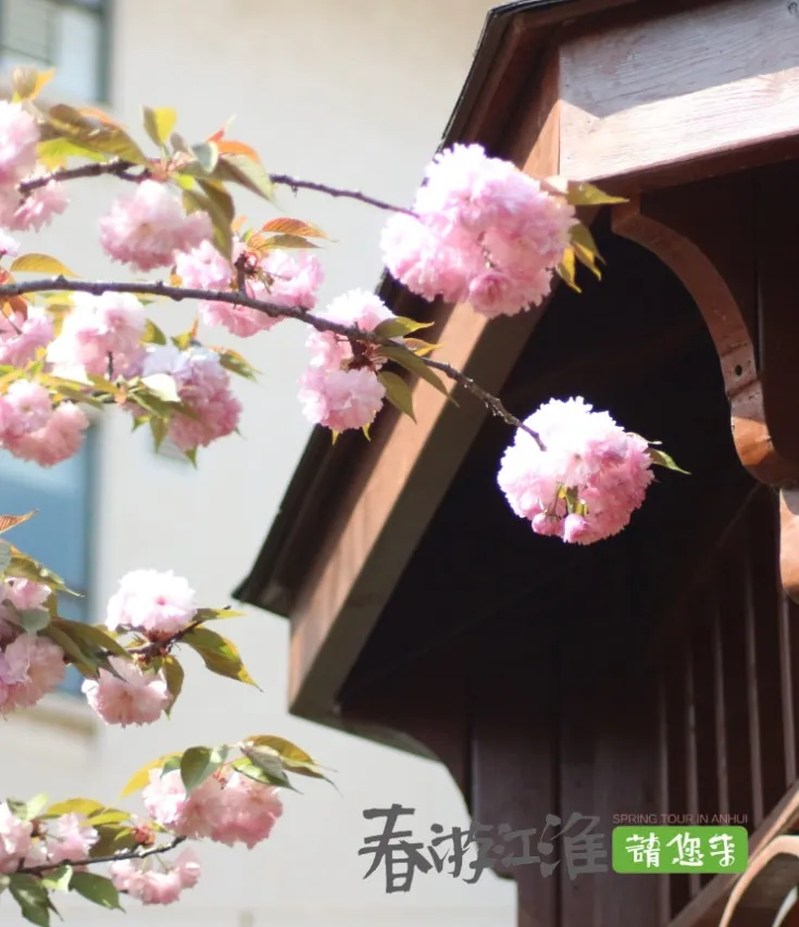 蚌埠论坛 春游江淮请您来丨禹会区不容错过的花园式酒店，你打卡了吗？