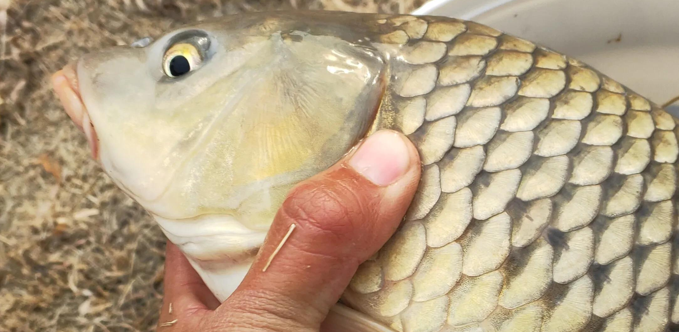 |鱼价上涨，3斤多的鲤鱼钓上来卖了50，钓友：这回钓鱼能养家了