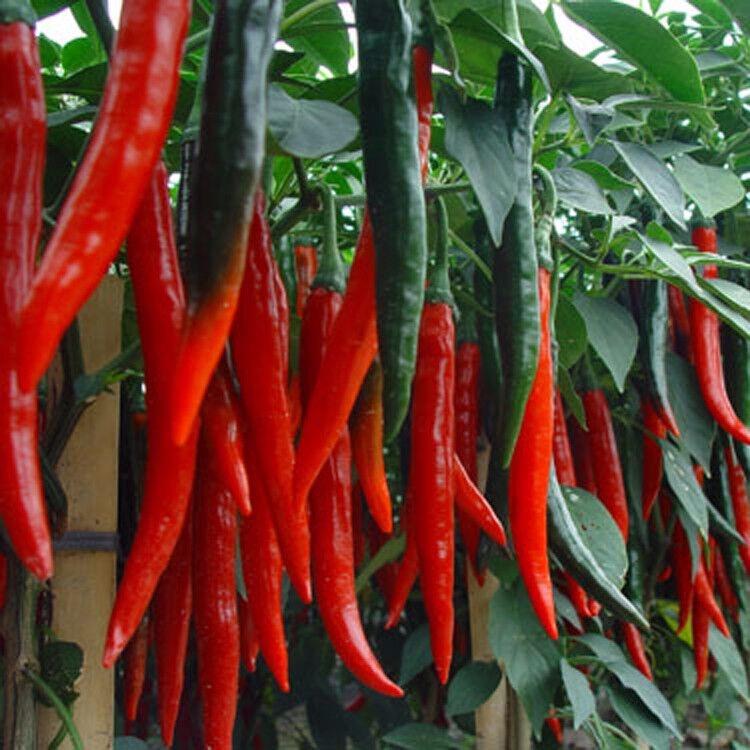 医生|35岁女子确诊甲状腺癌，医生叹息：冰箱1物尽早扔