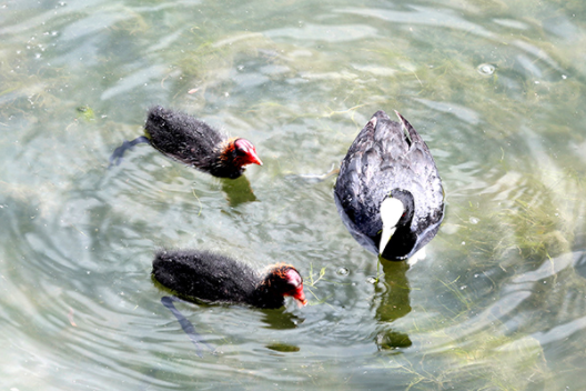 鲁迅|鲁迅写下的遗言中，让后代远离2个职业，现在你可知其良苦用心？