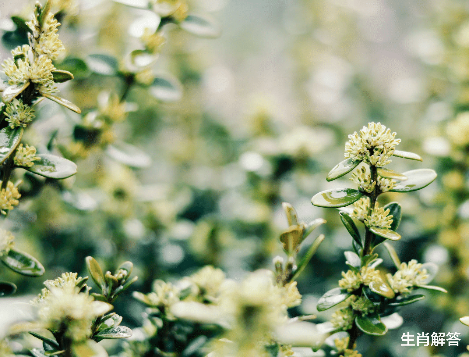 生肖解答|7月，喜撞桃花运，拨云见日，痴心不悔，3星座尘缘难舍，破冰复合