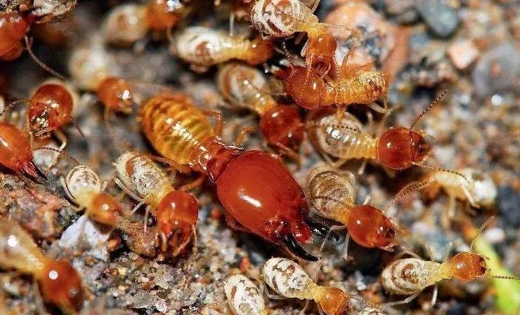 南方古猿 白蚁蚁后能活多久，它是如何建立一个白蚁王国的？