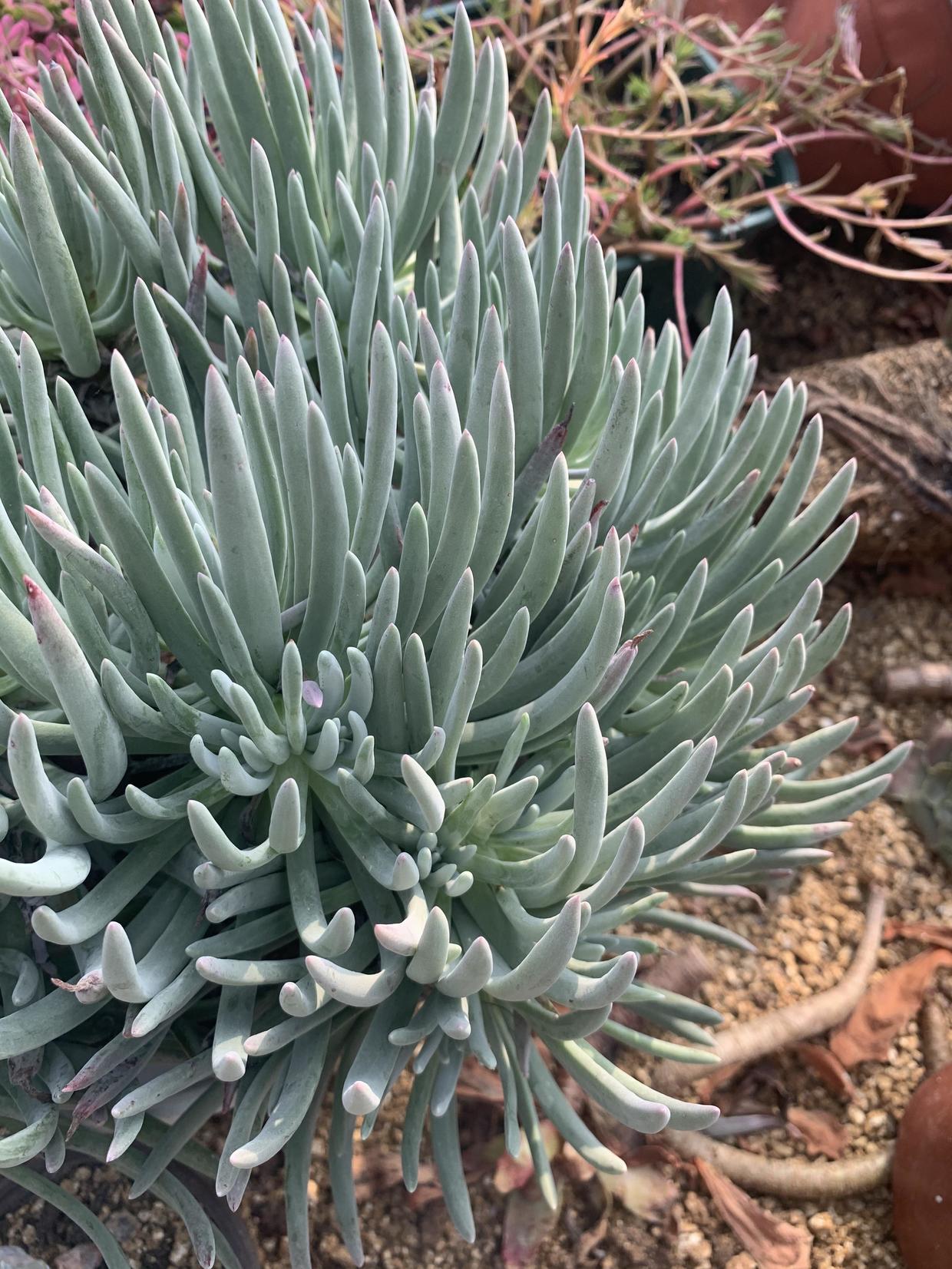 向阳园艺|多肉仙女杯,最大的问题就是不发根,晾上20天,发根速度超快