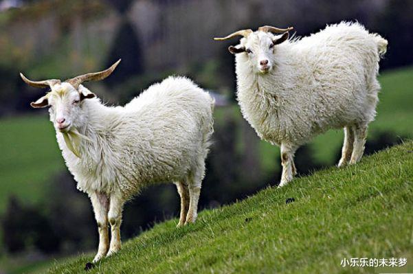 小乐乐的未来梦|生肖羊:下周财运大旺,运势呈现出一片上涨的趋势,正财发家致富
