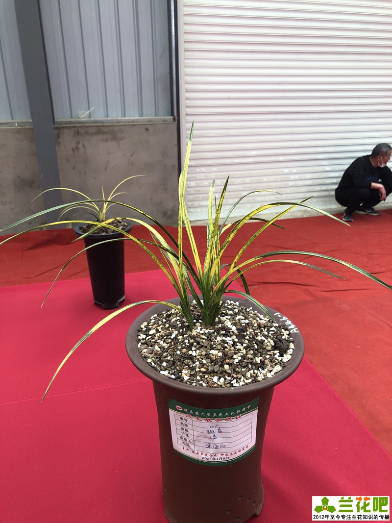 氨基酸|养兰千人千法，因人而异，最后都殊路同归