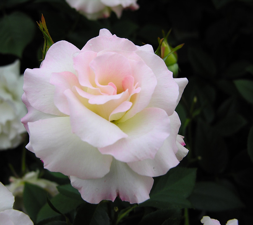 |屋子家居摆设的禁忌