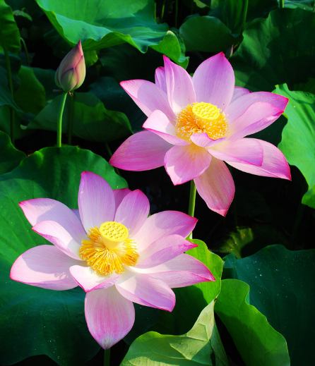 星临天下|9月下旬，吉星照耀，4属相财源滚滚，事业步步高升，生活美满