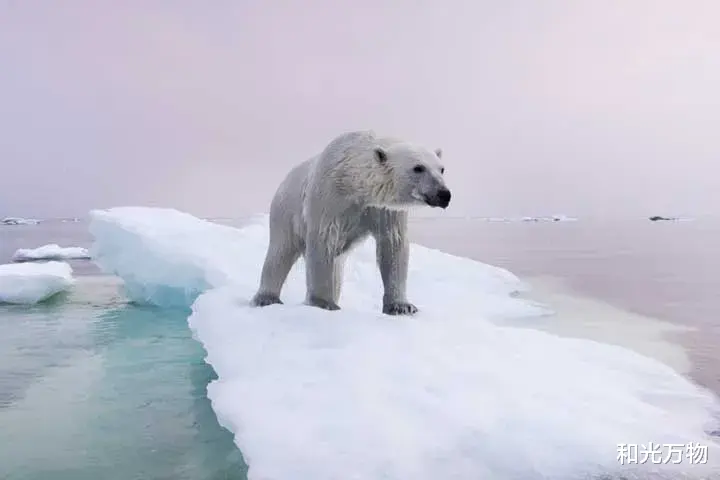 和光万物|“熊”途末路:北极海冰消失,北极熊被迫近亲繁殖,与灰熊杂交!