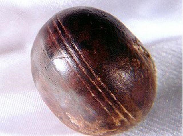 电鳗 科学家发现数十亿年前“不应该存在”的东西？史前文明真存在吗？