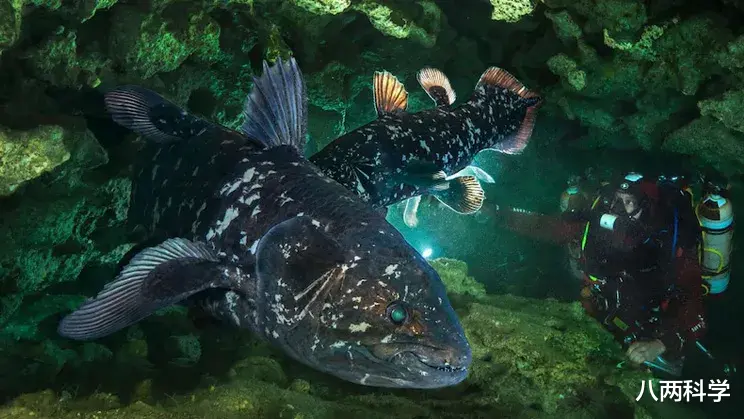 八两科学 8个鳍,躲进深海4.2亿年,这条鱼或是全陆生脊椎动物的祖先!