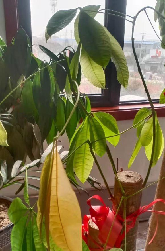 向阳园艺 北方没有秋天，夏天过完了，直接进入冬天，院子里的花都蔫了