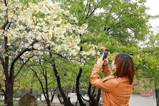 齐鲁资讯站 清明假期第一天,蒙山飞天舞、大环舞、扭蛋机轮番上演,精彩不容错过!