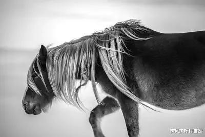  草原上的马王传奇：人工培育的马王被野马取代，马群遭到狼群袭击