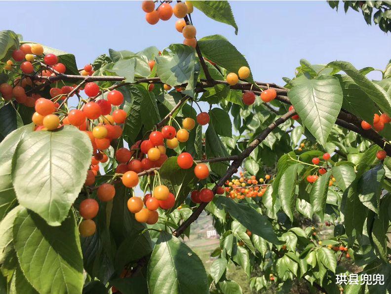 珙县兜兜 红了！熟了！宜宾周边樱桃采摘攻略来啦！现在去正好！