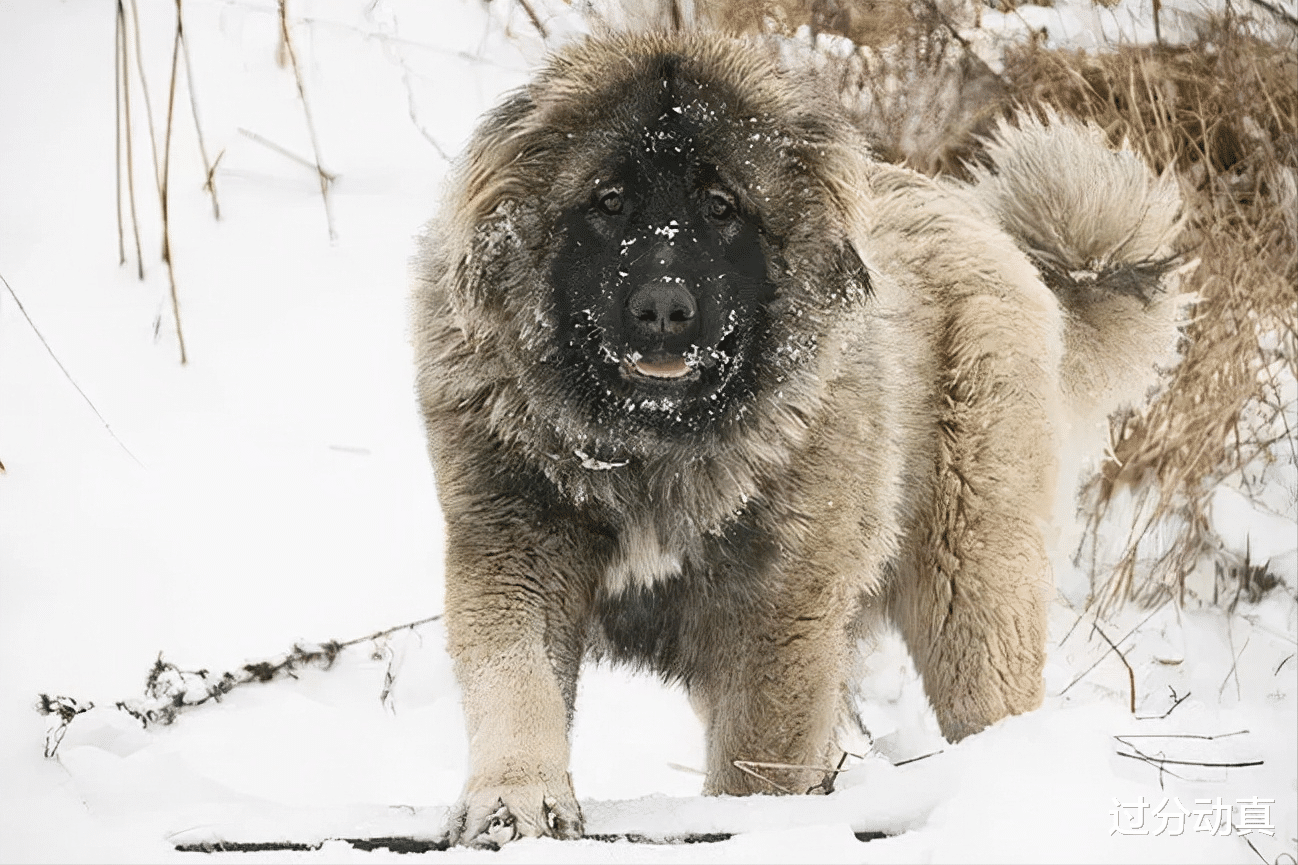 Nature|全球最胖的10个动物，美国出现500公斤的狮虎兽，打破吉尼斯纪录