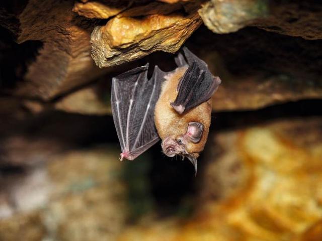 蝙蝠 蝙蝠被很多人厌恶，但是人类的生活却离不开蝙蝠，原因是什么？