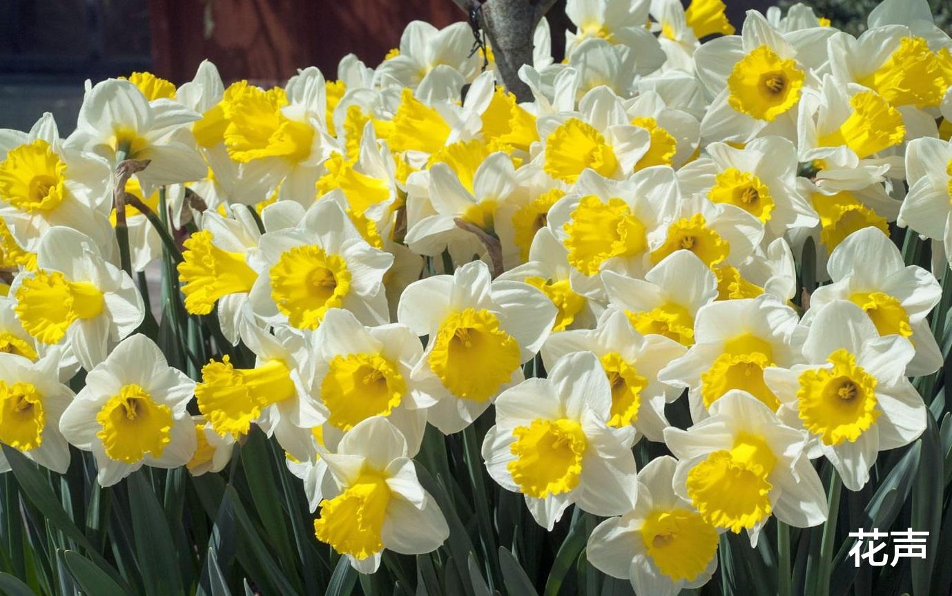 花声 秋天适合养“重瓣水仙”,花美似玫瑰,清香四溢,封闭阳台也能养
