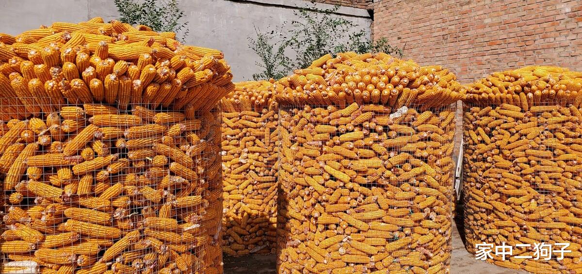 生猪价格 猪价，粮价调整信息：今天5月7日，最新调价后全国生猪，玉米价格