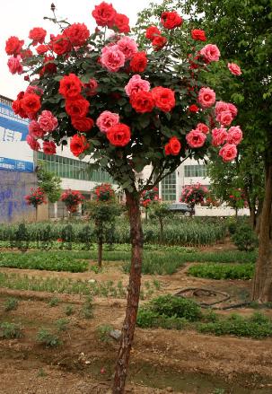 京跃伟哥|适合养在院子的3种树，种一次“管”百年，能开花能结果，超划算