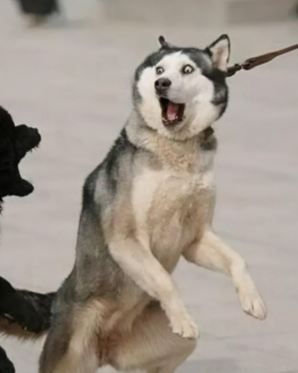 呆萌的司机 网约车司机见乘客携一物，心态瞬间崩了！一喂顺风车：你是真的狗