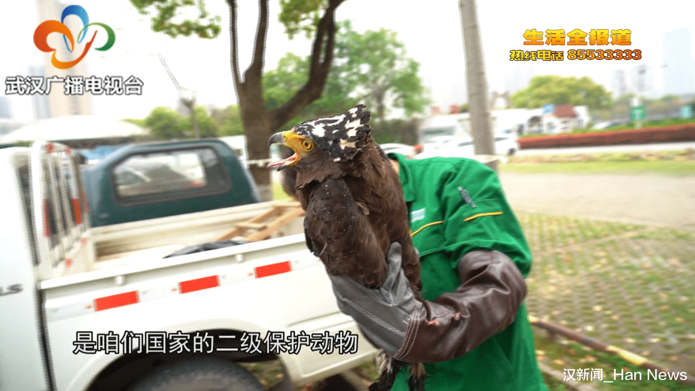 汉新闻_Han News 长爪子、弯钩嘴 有只大鸟突然落在武汉一餐厅门口