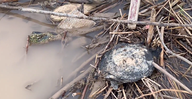 童书小窝|山东黄河滩成“鳖滩”?钓鱼人:好多甲鱼,可惜都死了