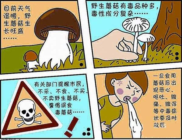 久见菌菌|祖孙三代误食毒蘑菇丧命，究竟什么样的蘑菇有毒，什么样的没毒？