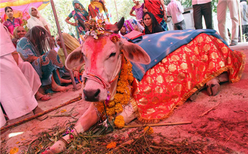 印度 印度男子与妻子离婚，斥资17万和母牛结婚，婚后生活恩爱和谐