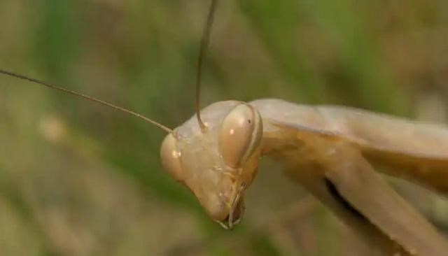  为什么螳螂交配完以后，母螳螂会把丈夫吃掉？其实你错怪母螳螂了