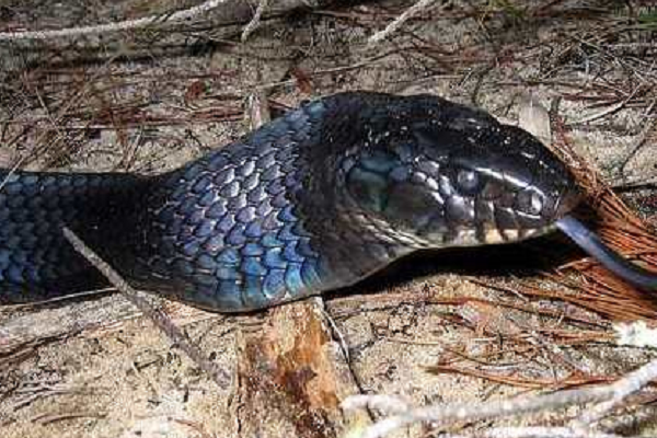 眼镜王蛇 美洲最强森王蛇，还免疫各种毒性？它能否撼动眼镜王蛇的地位？
