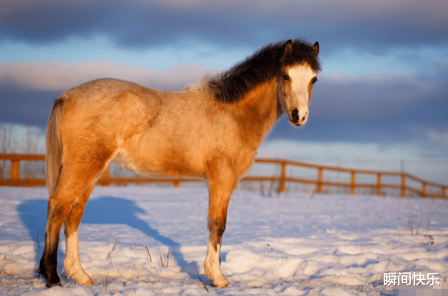 生肖|5月16-5月24日，闯出名堂，3生肖跳出困境，绝处逢生，心想事成