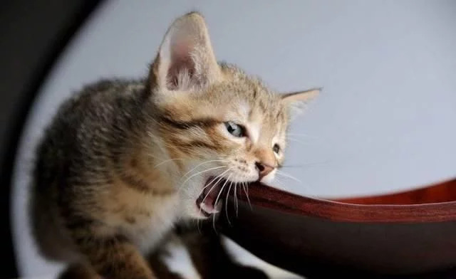 舜网 当一对情侣有了一只猫之后，那只猫就是女生最大的情敌！