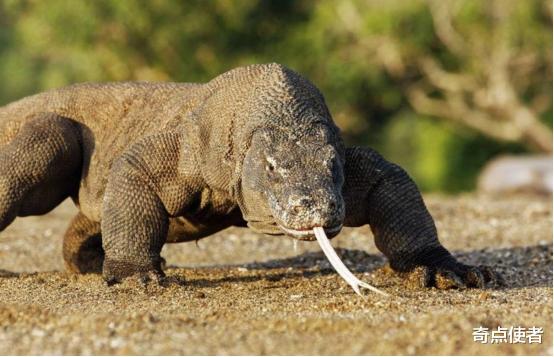 科莫多龙 它是“恐龙后裔”，科莫多龙存活4000万年后终于顶不住，仅剩3000只