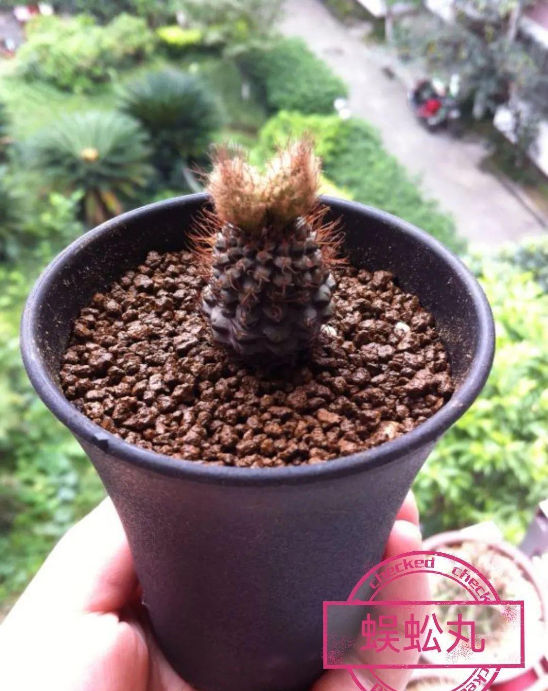 种上阳台|误以为仙人掌很难开花，凑齐“4个条件”，开花一点不难！