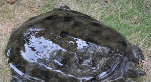 阳光语言矫正说|古人常说：上岸甲鱼莫伸手，下山野鸡不能追，这句话值得我们深思