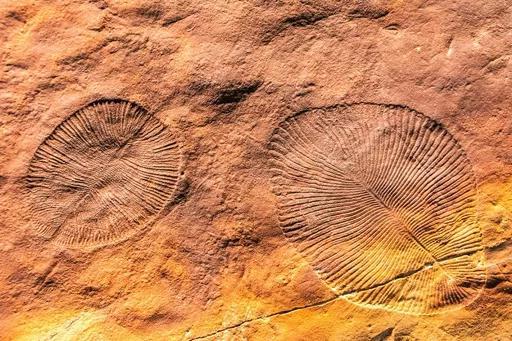 寒武纪|埃迪卡拉生物群｜地球简史系列