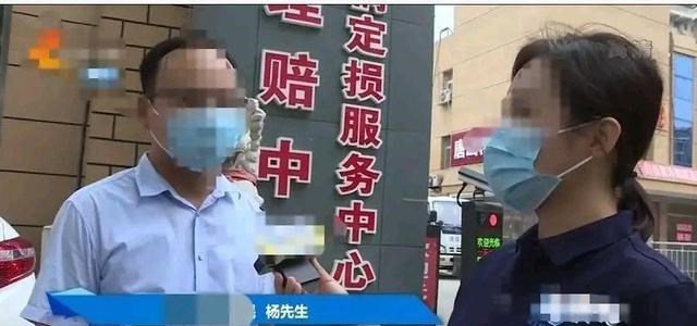 植物 杨先生车被撞4S店维修报价5万多元，找到负责人他拔腿就跑！